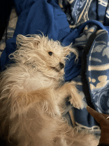 a small white dog laying on its back on a blue blanket