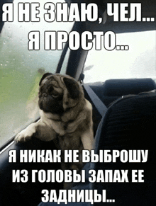 a pug dog sitting in the back seat of a car with a caption in russian