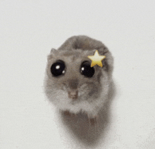 a hamster with a star on its head looks at the camera