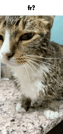 a close up of a cat on a counter with a question mark above it