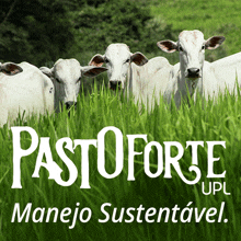 a group of cows standing in a grassy field with pastoforte upl written in white