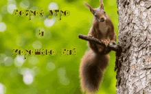 a squirrel sitting on a tree branch with the words " доброе утро " and " хорошего дня " above it