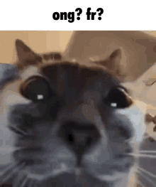 a close up of a cat 's face with the caption ong ? fr ?