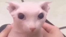 a person is holding a hairless cat in their hands and it is looking at the camera .