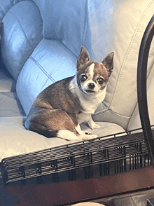 a small brown and white chihuahua sitting on a couch