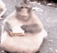 a fat monkey is sitting on the ground eating a bar of chocolate .