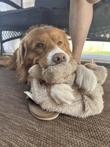 a dog laying on a rug holding a stuffed animal in its mouth