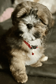 a small brown and white dog wearing a red collar with a bell on it