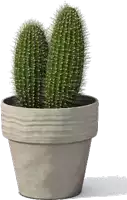 a small cactus in a pot on a white background .