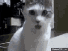 a close up of a white cat looking at the camera with makeagif.com in the corner