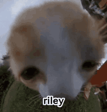 a close up of a dog 's face with the word riley on it