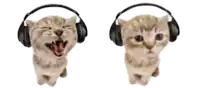 a kitten wearing headphones with its mouth open