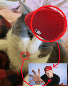 a cat is wearing a red hat with a mlb logo