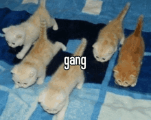 a group of kittens are laying on a blue blanket with the word gang written on the bottom