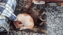 two cats sleeping on a camouflage pillow on the floor