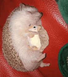 a hedgehog is sleeping on a red couch holding a stuffed animal .