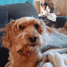 a brown dog with a pink collar is sitting on a couch