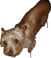 a small brown dog with green eyes is laying down