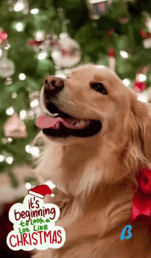 a dog wearing a santa hat with the words it 's beginning to look a lot like christmas written on it