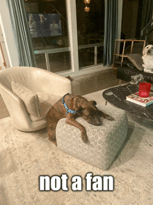 a dog laying on an ottoman in a living room with the words not a fan below it