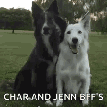 two dogs , a black and white border collie and a white dog , are sitting next to each other in the grass .