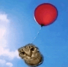 a cat is holding a red balloon in the sky