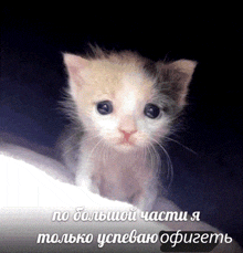 a small kitten is sitting on a bed with a caption in a foreign language