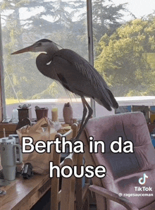 a bird perched on a chair with the words bertha in da house on the bottom