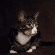 a brown and white cat with green eyes is laying down