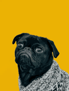 a black pug dog wearing a sweater looks at the camera on a yellow background