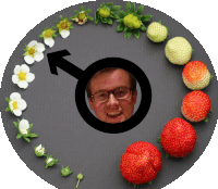 a man surrounded by strawberries and flowers with a male symbol in the center