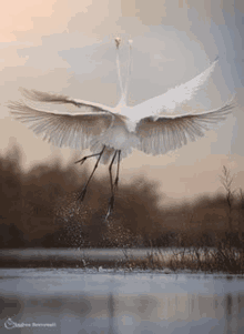 a large white bird is flying over a body of water with its wings spread .