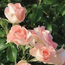 a bunch of pink roses with green leaves in the background .