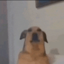 a close up of a dog 's face with a blurry background .