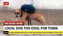 a dog wearing sunglasses and a backpack is on a news channel