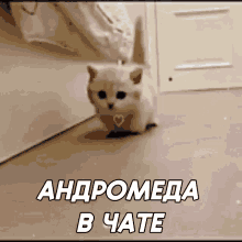 a picture of a kitten with the words andromeda in chate on it