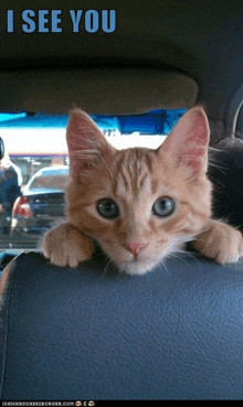 a kitten peeking over the back seat of a car with a caption that says i see you