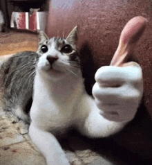 a cat is giving a thumbs up sign