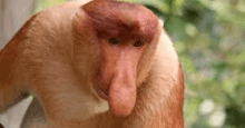 a close up of a long nosed monkey with a large nose .