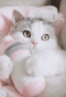 a grey and white cat with green eyes is laying on a pink blanket