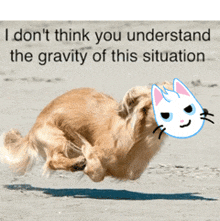 a picture of a dog jumping in the air with the words " i don t think you understand the gravity of this situation "