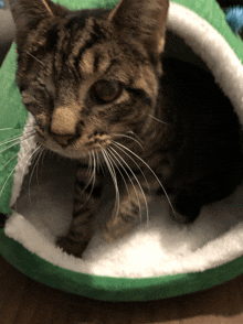 a cat is sitting in a green and white bed