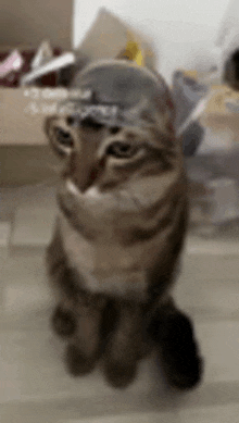 a cat wearing a baseball cap is sitting on the floor .