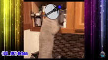 a cartoon of a cat standing in a kitchen with the name ds 187 orhan