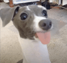 a grey and white dog with its tongue hanging out