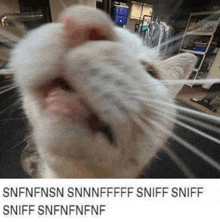 a close up of a cat 's nose with the caption sniff sniff sniff sniff