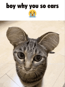 a picture of a cat with a crying face and the caption boy why you so ears