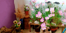 a bunch of potted plants with pink flowers