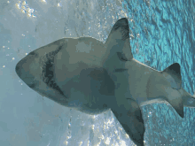 a shark is swimming in the water and looking up at the camera