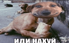 a picture of a dog holding a piece of bread with a caption that says ' иди нахуй '